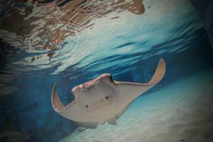 Blue Zoo Aquarium Baton Rouge