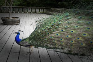 Hearld & Marge Ambler Diversity of Life Exhibits