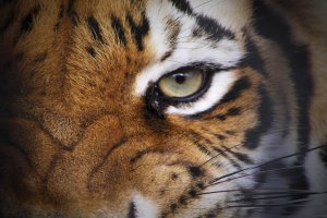 BREC's Baton Rouge Zoo