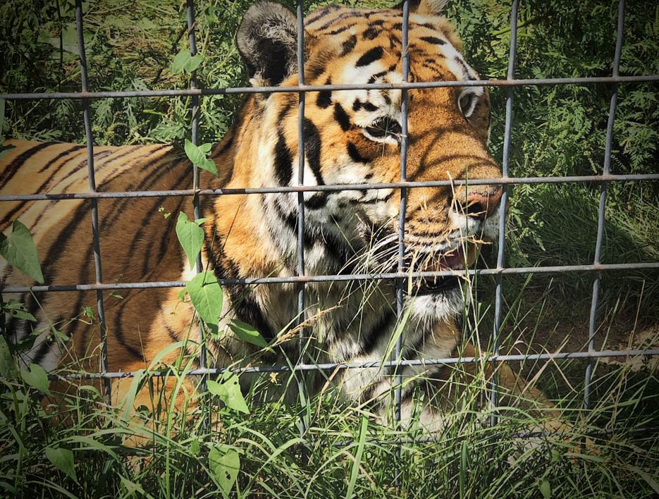DeYoung Family Zoo in Michigan