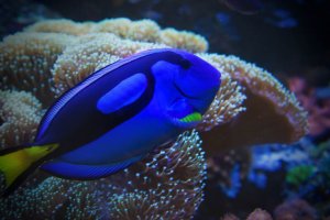 ABQ BioPark Aquarium