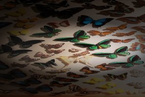 Berniece Grewcock Butterfly and Insect Pavilion